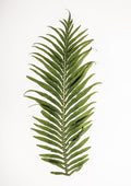 Leaf Study 01 Poster och Canvastavla