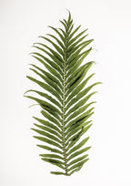 Leaf Study 01 Poster och Canvastavla