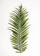 Leaf Study 01 Poster och Canvastavla