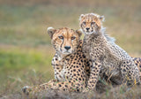 Cheetah  and cub Poster och Canvastavla