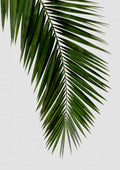 Palm Leaf I Poster och Canvastavla