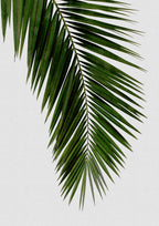 Palm Leaf I Poster och Canvastavla