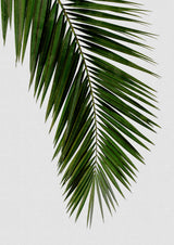 Palm Leaf I Poster och Canvastavla