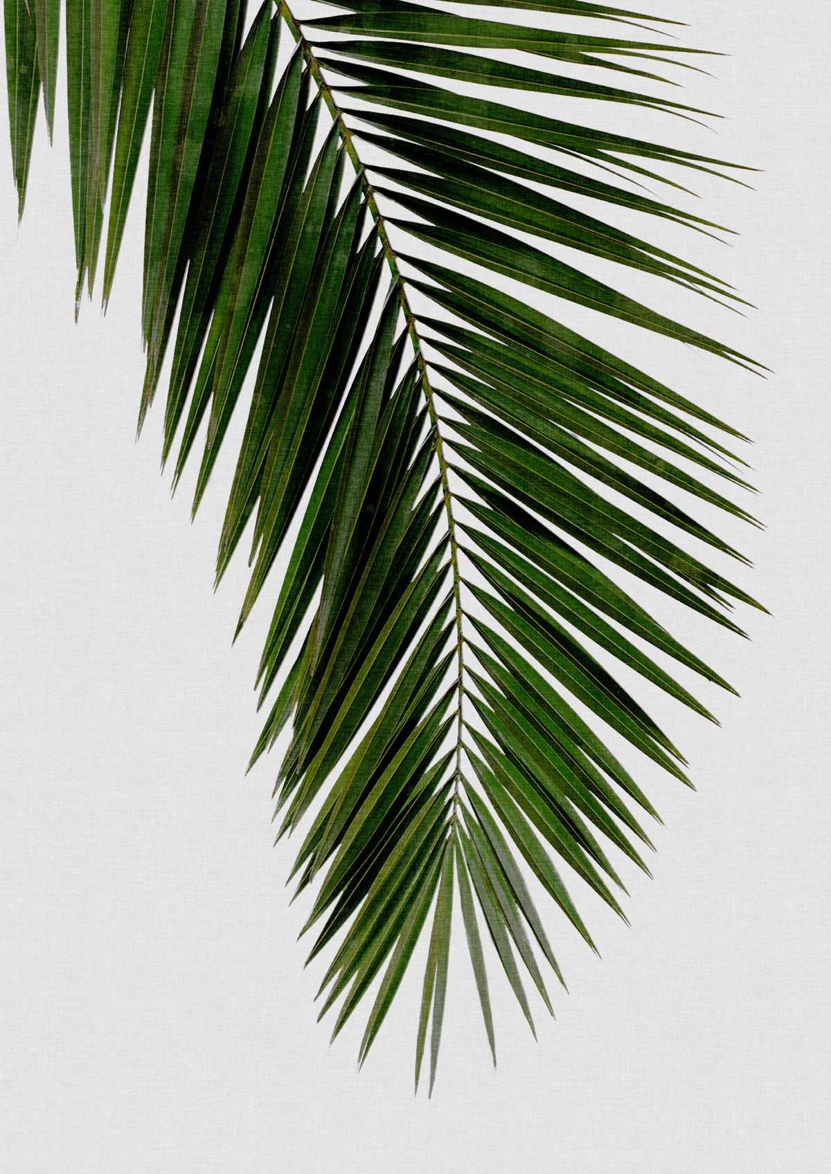 Palm Leaf I Poster och Canvastavla