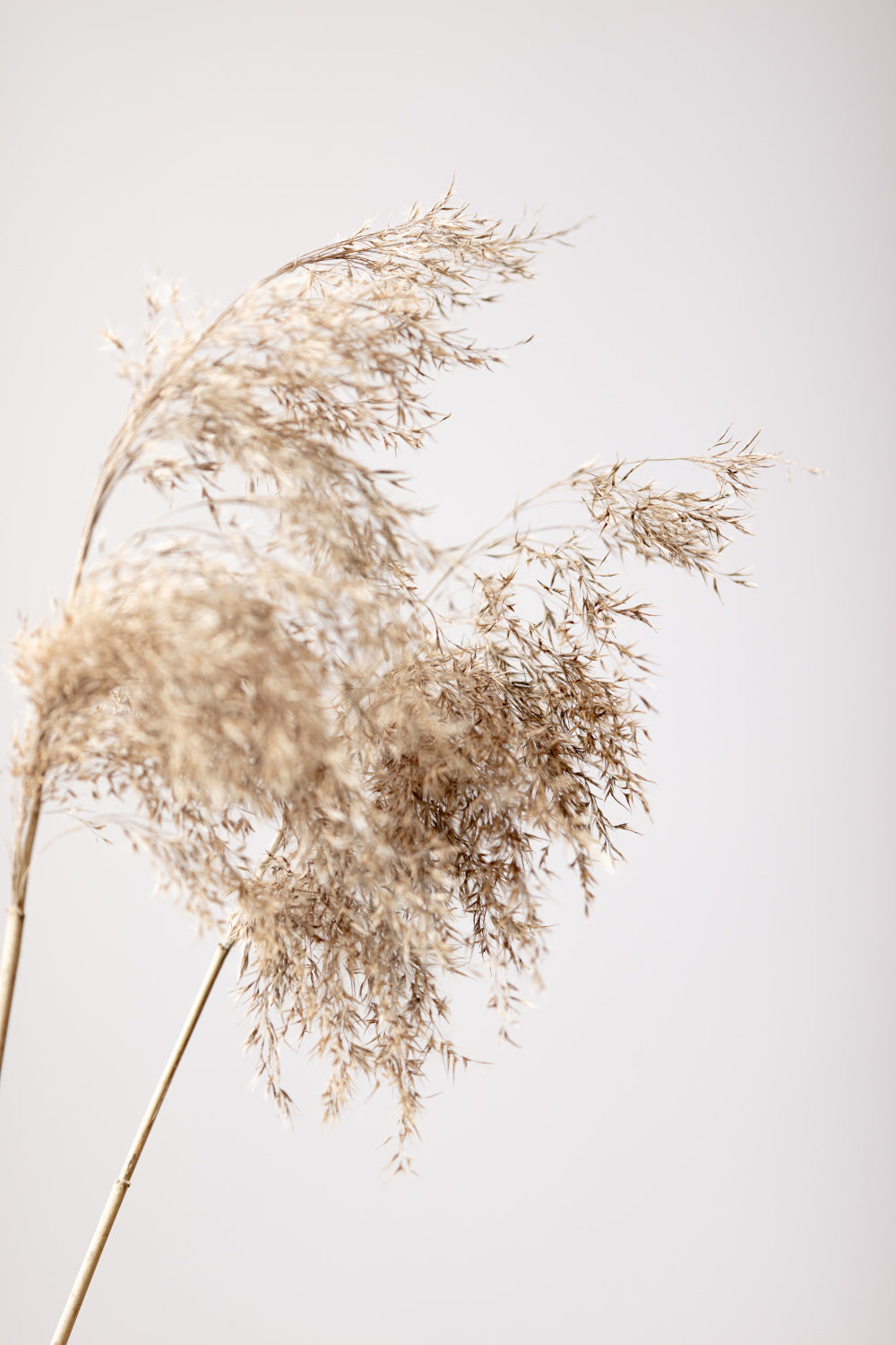 Reed Grass Grey 04 Poster och Canvastavla