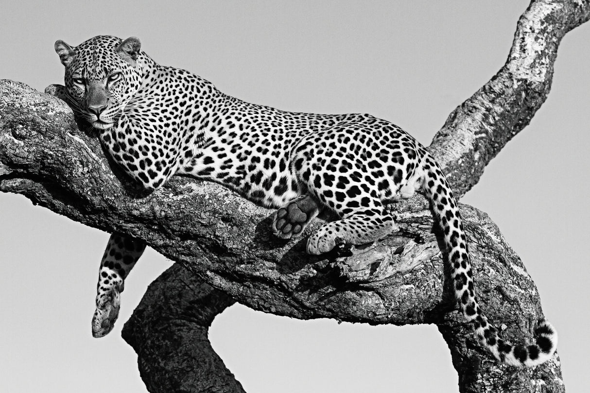 Leopard hanging out Poster och Canvastavla
