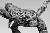 Leopard hanging out Poster och Canvastavla