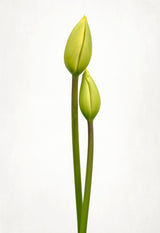 Tulip time Poster och Canvastavla