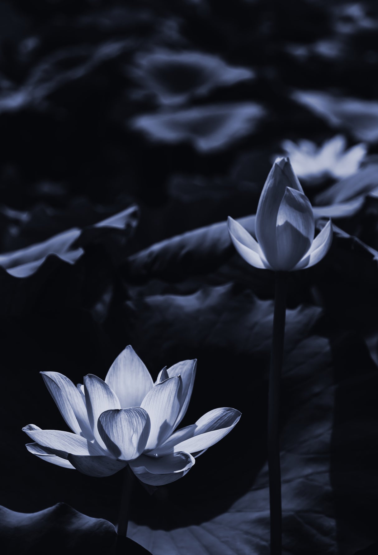 Midsummer lotus field_bi Poster och Canvastavla