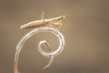 ... ::: Mantis ::: ... Poster och Canvastavla