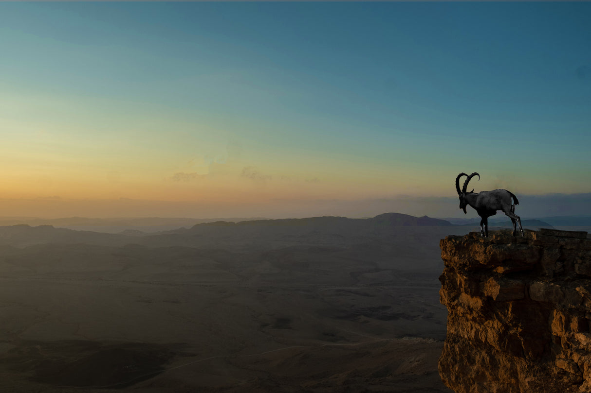 A deer on a clif in Poster och Canvastavla