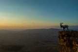 A deer on a clif in Poster och Canvastavla