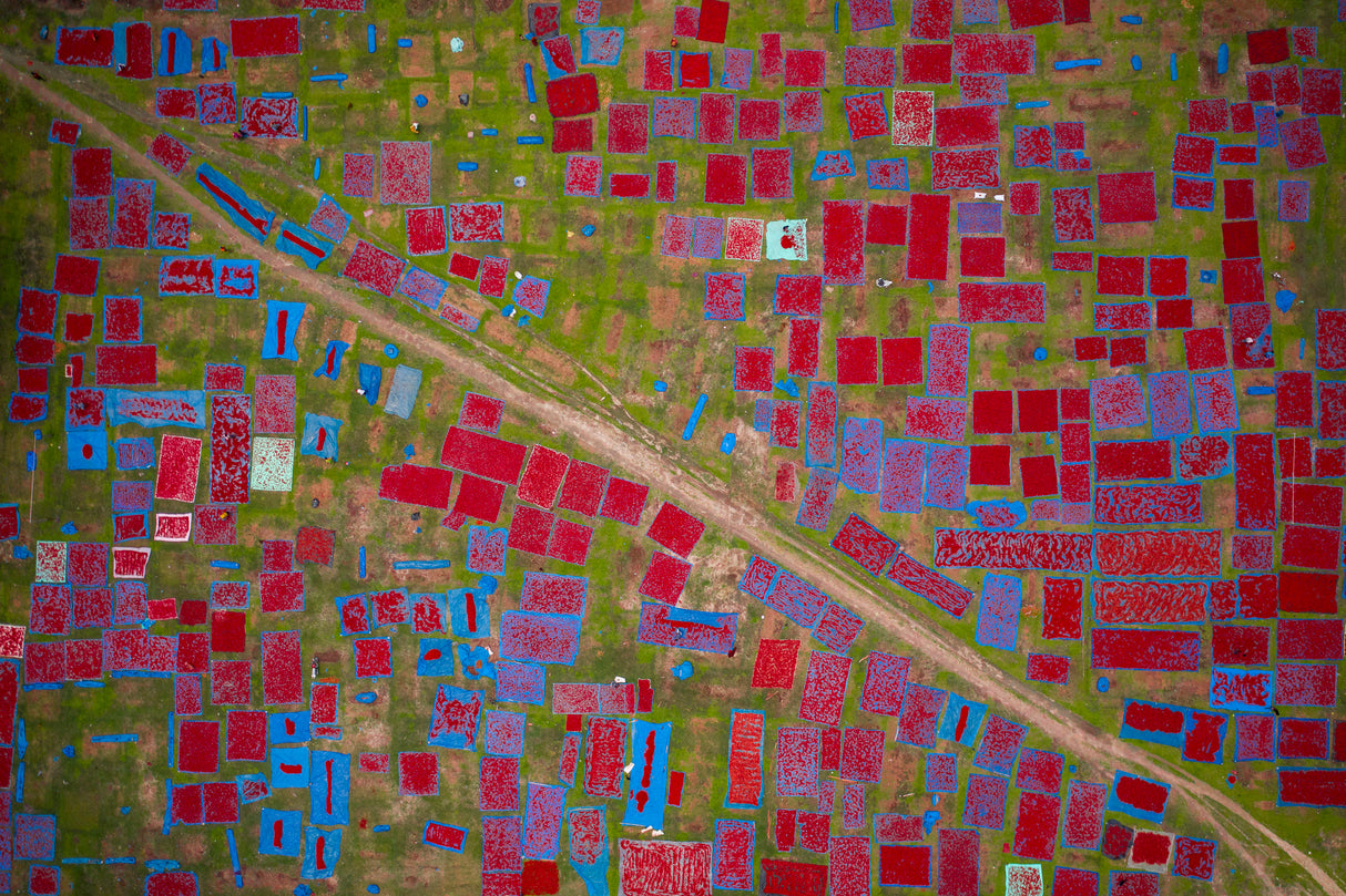 Largest red chilli field Poster och Canvastavla