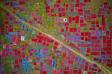 Largest red chilli field Poster och Canvastavla