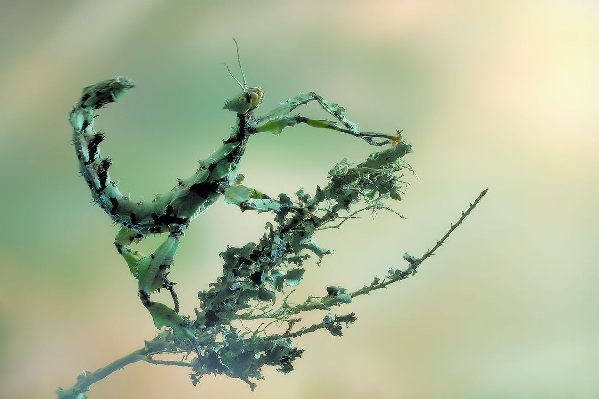 Looks like lichen Poster och Canvastavla