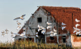 Flock on the roof Poster och Canvastavla