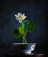 Bowl Lotus Poster och Canvastavla