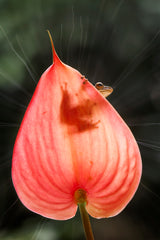 Tree Frog and Pink Leaf Poster och Canvastavla