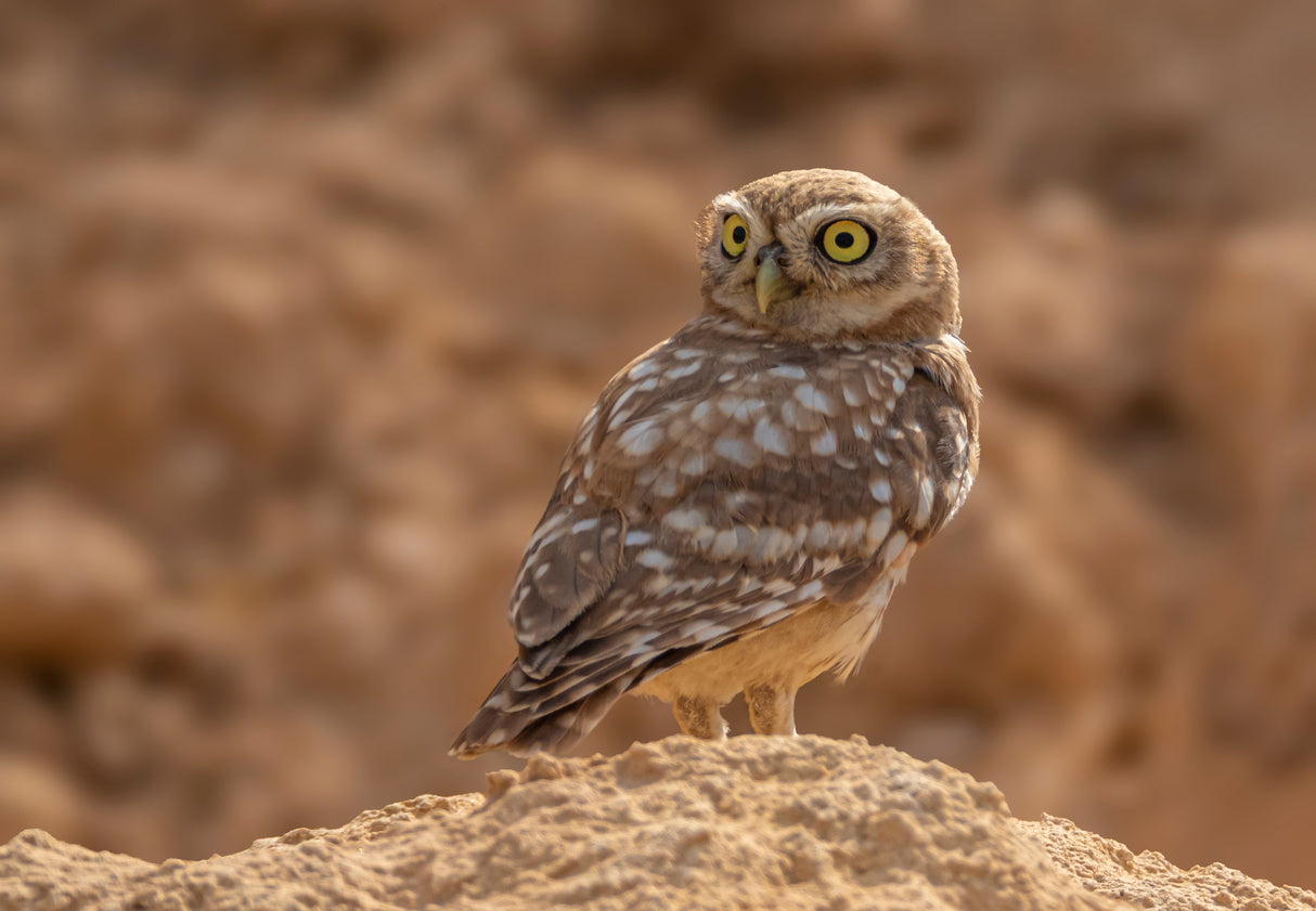 Little Owl Poster och Canvastavla