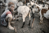 Milking my goats Poster och Canvastavla
