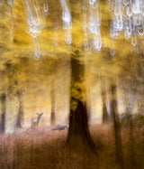 Woods Poster och Canvastavla