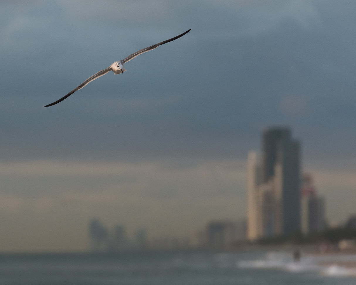 Bird beach towering Florida Poster och Canvastavla