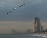 Bird beach towering Florida Poster och Canvastavla