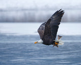 Bald Eagle Poster och Canvastavla