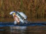 American white pelican Poster och Canvastavla