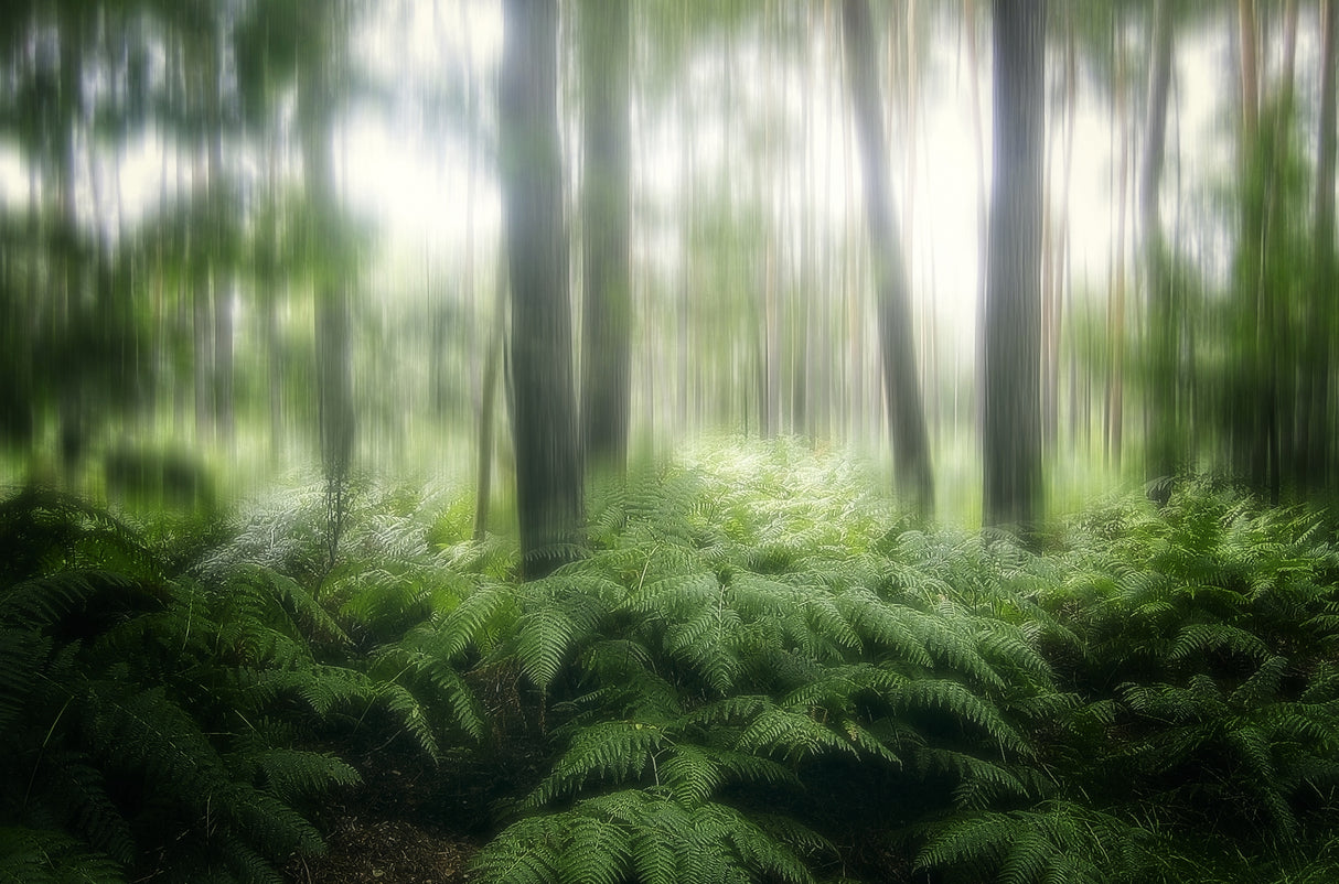 the forest Poster och Canvastavla
