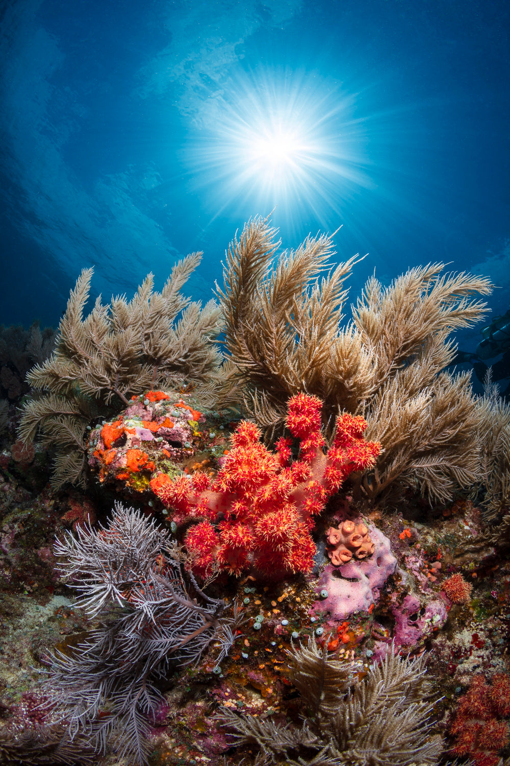 Underwater life Poster och Canvastavla