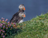Atlantic Puffins Poster och Canvastavla