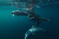 Lagoon life Poster och Canvastavla