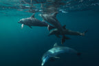 Lagoon life Poster och Canvastavla