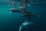 Lagoon life Poster och Canvastavla