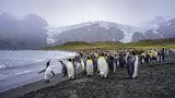 The King Penguins‘ Habitat in South Georgia Island Poster och Canvastavla