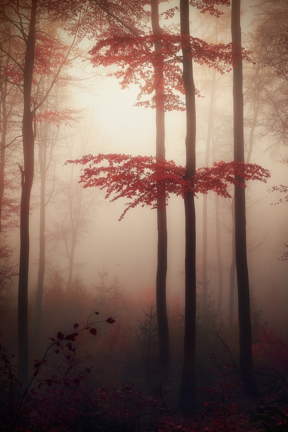 Autumn light Poster och Canvastavla