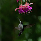 Hummingbird Poster och Canvastavla