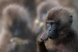 Gelada Baboon Poster och Canvastavla