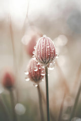Pastel Nature Macro No 5 Poster och Canvastavla