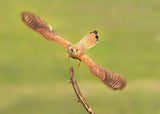 Falco Peregrinus Poster och Canvastavla