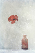 Winter Poppy Poster och Canvastavla