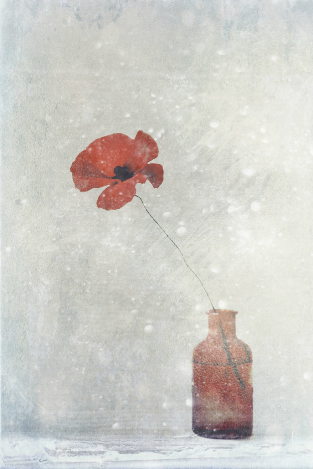 Winter Poppy Poster och Canvastavla