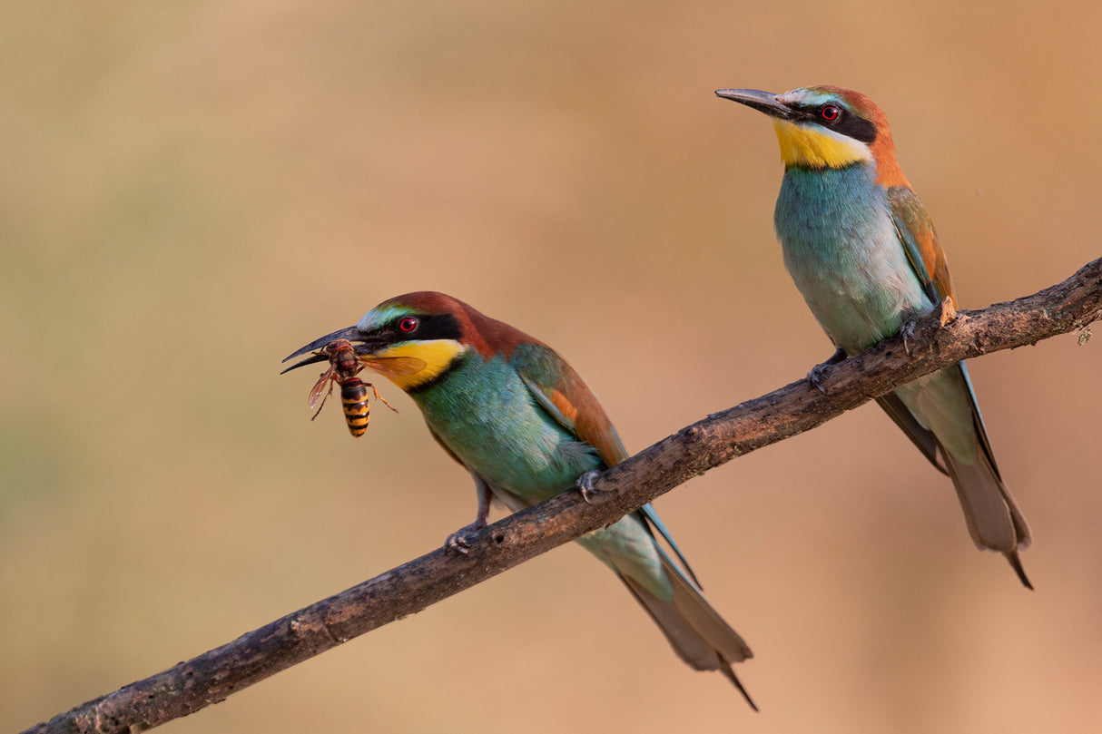Bee-Eater Poster och Canvastavla