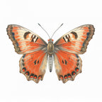 Butterfly 20 Poster och Canvastavla