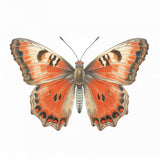Butterfly 20 Poster och Canvastavla