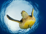 Green Turtle in Snells Window Poster och Canvastavla