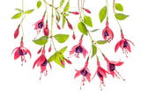 ~ Fuchsia ~ Poster och Canvastavla