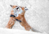 Red Fox Kits playing Poster och Canvastavla