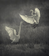 Great egrets fighting over a fishing spot Poster och Canvastavla